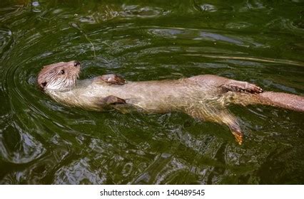 5,283 River otters swimming Images, Stock Photos & Vectors | Shutterstock