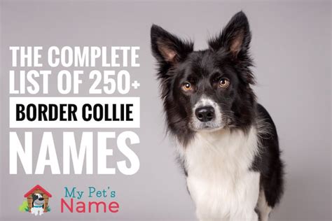 The Complete List Of 250+ Brilliant Border Collie Names | My Pet's Name