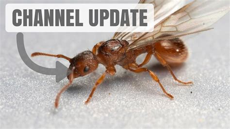 I'M BACK!! - Channel Update & Myrmica Rubra Queen!! - YouTube