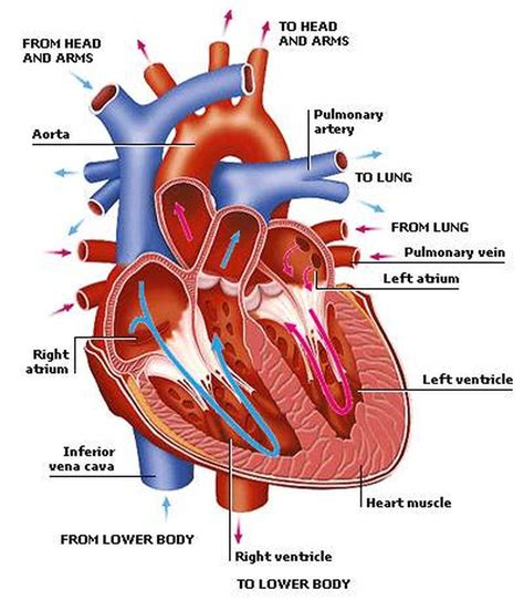 Labeling The Circulatory System