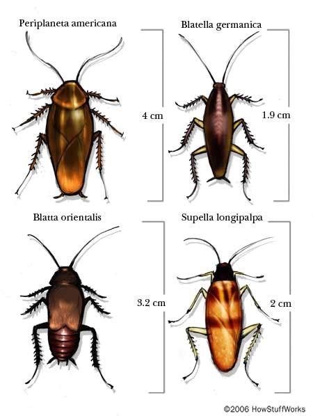 Palmetto Bug Vs Cockroach How Cockroaches Work Howstuffworks | AdinaPorter