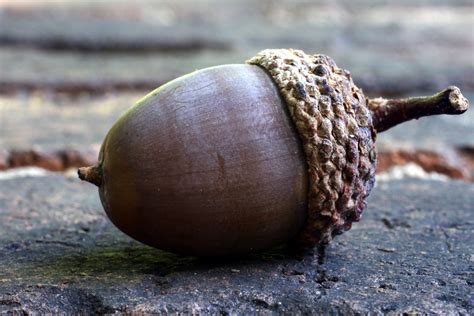 The Adventures of Bushwhack Jack: The Acorn