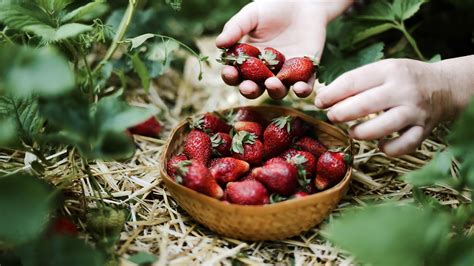 How to harvest strawberry seeds to get free plants | Gardeningetc