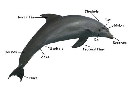 Bottlenose Dolphin Diagram