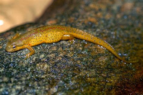 Newts: Facts and List of Types With Pictures | Amphibian Fact