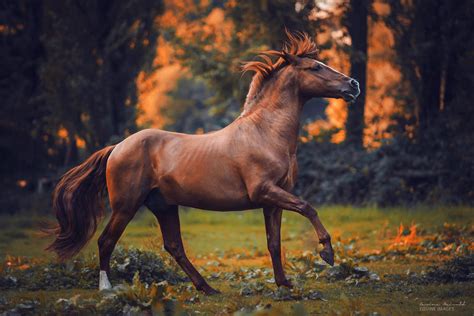 Horse Photographer Carina Maiwald Finds Light in the Shadows