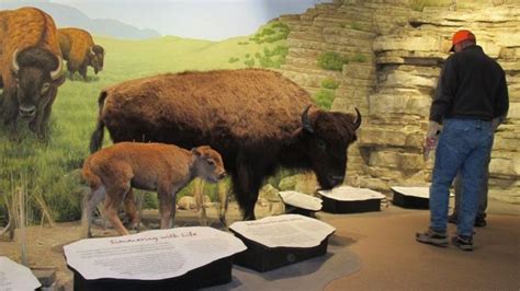 First People’s Buffalo Jump provides window to native history ...