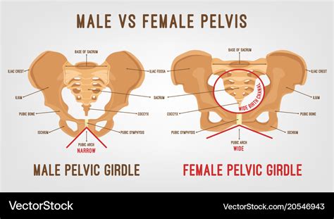 Female male pelvis Royalty Free Vector Image - VectorStock