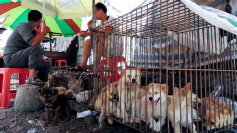 The Yulin Dog Meat Festival Is Set For June 21, Despite Protests In ...