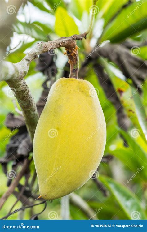 Canistel fruit stock image. Image of click, fresh, campechiana - 98495043