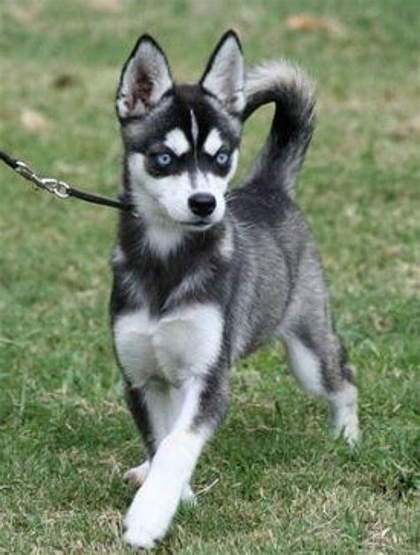 Miniature Husky | Miniature husky, Alaskan klee kai, Husky puppy