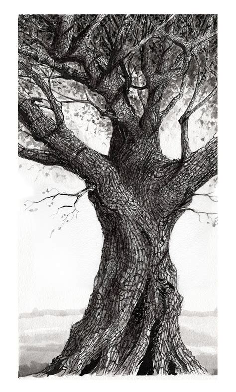 Thomas Haskett Illustration: Oak Tree, Heligan | Oak tree drawings ...