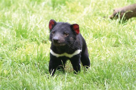 Tasmanian Devil Conservation Park - Australian Traveller