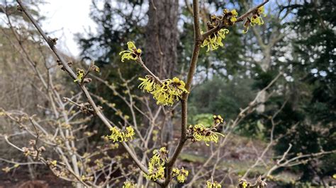 Plant of the month: Hamamelis | National Trust for Scotland