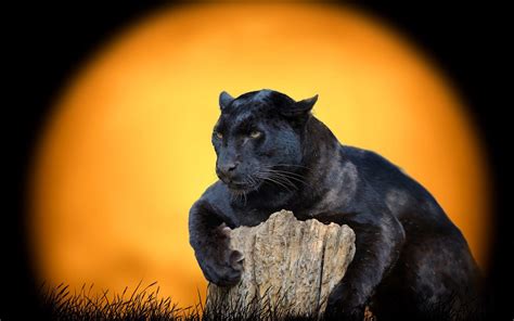 Black Jaguar Wallpapers - Top Free Black Jaguar Backgrounds ...