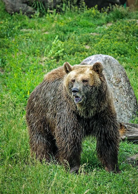 HD wallpaper: grizzly bear, montana, bozeman, montana grizzly encounter ...