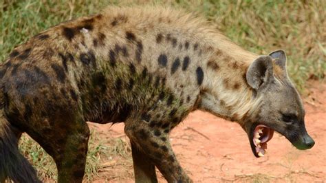 KWS Confirms Hyena Attack in Rongai, Discovery of Human Remains in Area ...