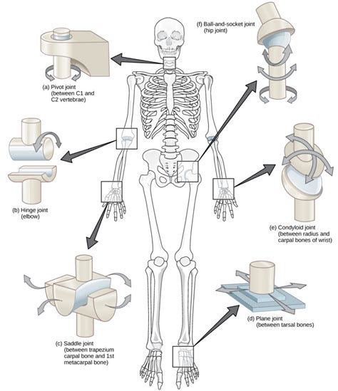 Tipos de articulações sinoviais | Biologia para Majors II | Hi-Quality