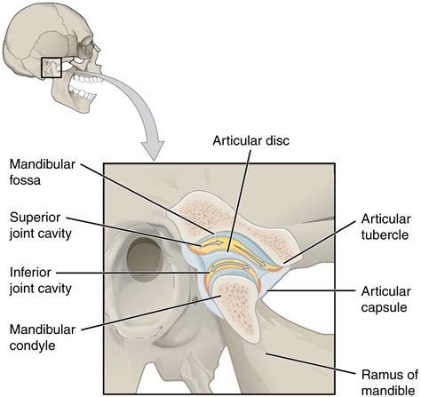 Anatomy of Selected Synovial Joints · Anatomy and Physiology