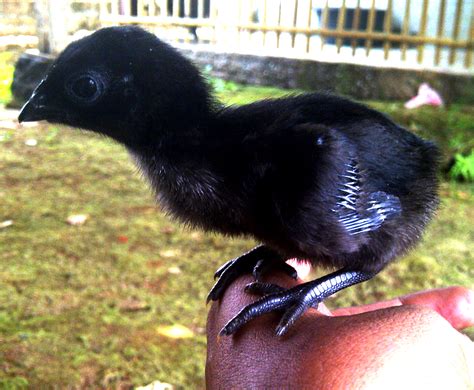 Ayam cemani baby chick - Cemani Farms