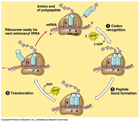 mRNA Translation