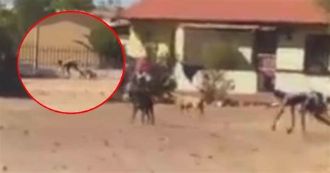 Half-Dog Half-Man Creature Filmed with Pack of Wild Dogs In South ...