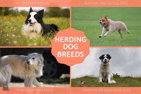 What Types Of Dogs Are Herding Dogs