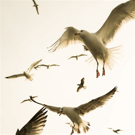 White Seagull · Free Stock Photo