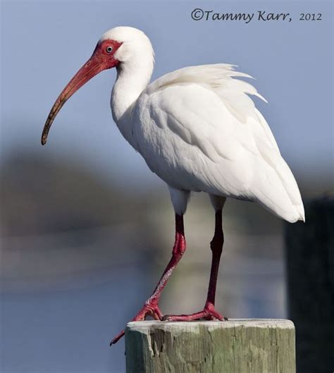 i heart florida birds: White Ibis | Coastal birds, Pet birds, Sea birds