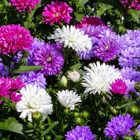 How To Grow Asters From Seed