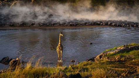 Ins and outs of the Mara river crossings in Serengeti - Wild Encounter ...