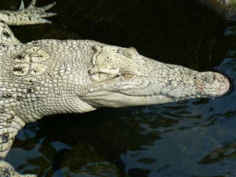 Crocodylus porosus | The Reptile Database