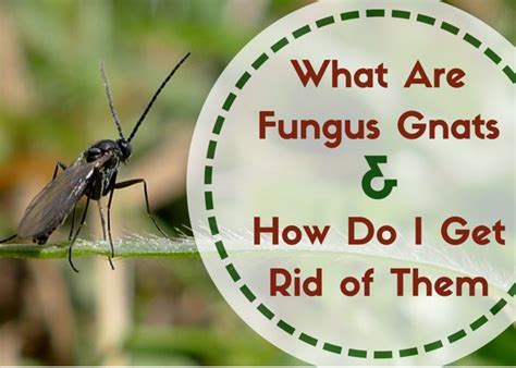 Fungus Gnats: Where Do These Little Flying Bugs Come From | Dengarden