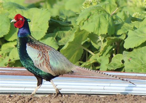 Green pheasant - Wikipedia, the free encyclopedia | National animal ...