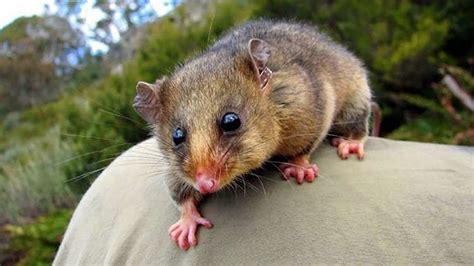 Pygmy possum - Alchetron, The Free Social Encyclopedia