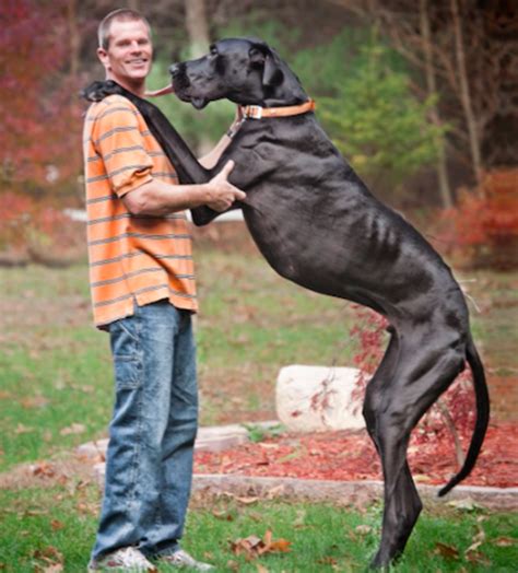 What Mastiff Is The Biggest