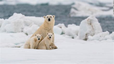 Climate change: Most polar bears could struggle to survive in the ...