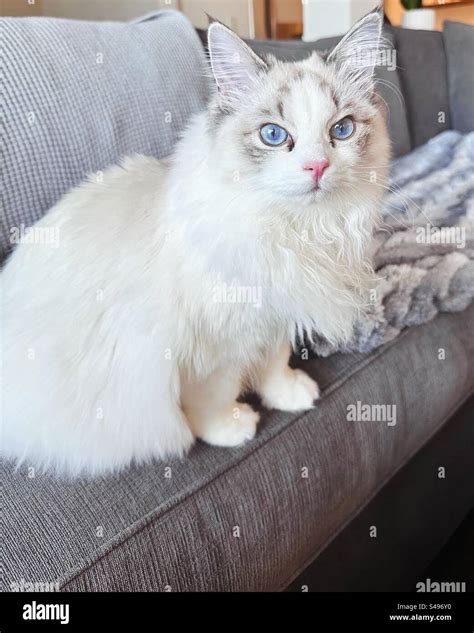 Seal Point Lynx Bicolor Ragdoll Kitten Stock Photo - Alamy