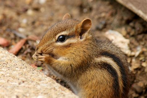 Chipmunk Eating Free Stock Photo - Public Domain Pictures