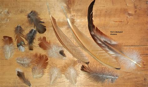 Pam's Backyard Chickens: A Guide to Chicken Feather Types