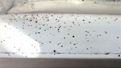 Do Ants Poop? (How to Identify Ant Droppings)