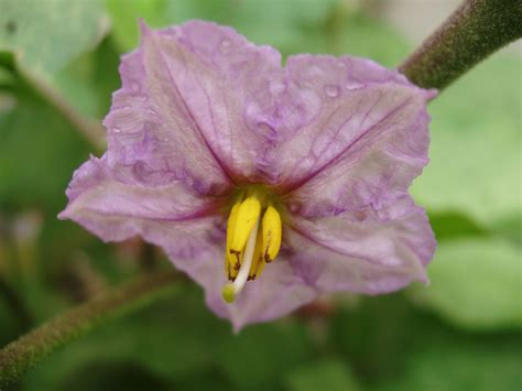 Brinjal flower | Types of flowers, Beautiful flowers, Flowers