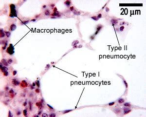 Alveolar Epithelium Histology