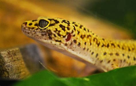 Yellow Spotted Lizards: Facts, Habitat, and Venom