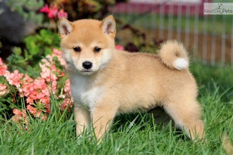 shiba-inu-puppy.jpg - Member Albums - Project Pokemon Forums