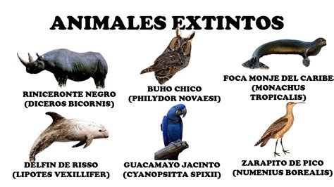 Animales Extintos: 17 Especies Que Han Desaparecido En Los últimos ...