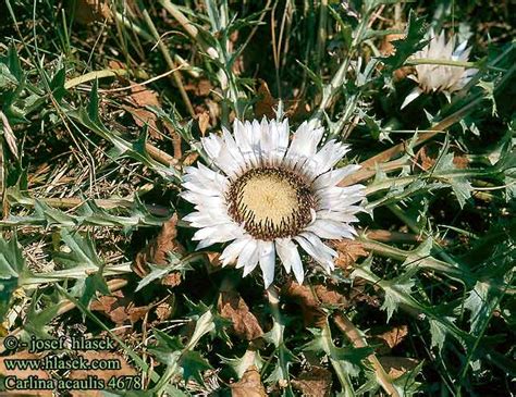 Carlina acaulis Stemless carline thistle Carline sans tige