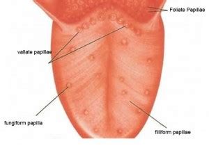 👉 Inflamed Taste Bud - Pictures, Causes, Treatment, Remedies