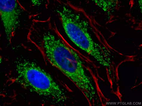 Mitochondria Antibodies | Proteintech Group