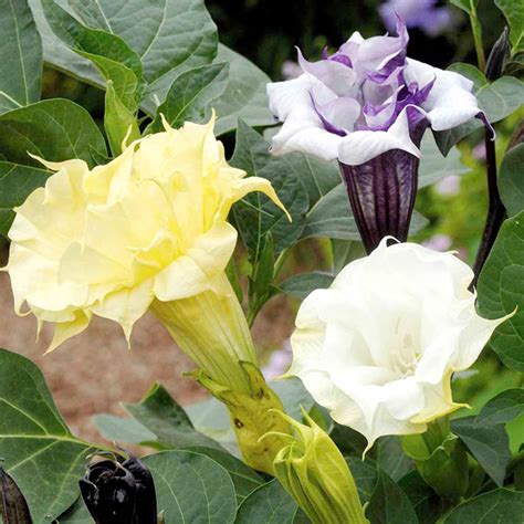 Datura Metel Ballerina Flower Seed Mix